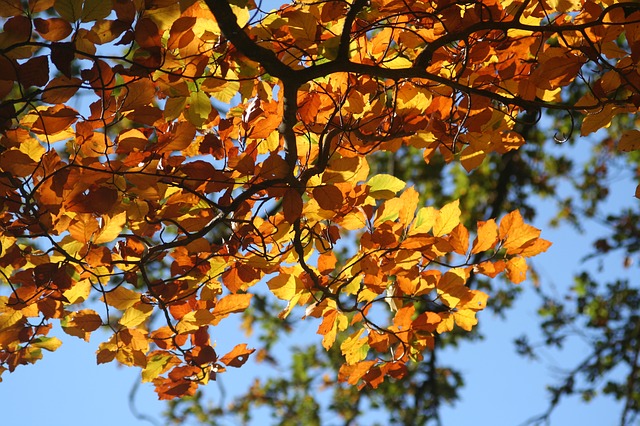 fall-foliage-209219_640